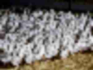 https://www.ajot.com/images/uploads/article/BIRDFLU-VACCINES.JPG